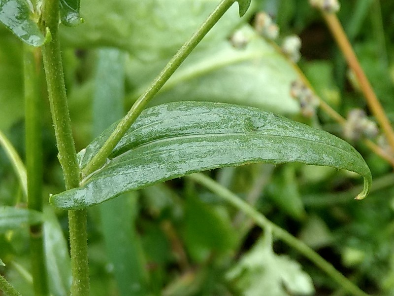 Camelina_sativa Bhlgrund 2019104 5