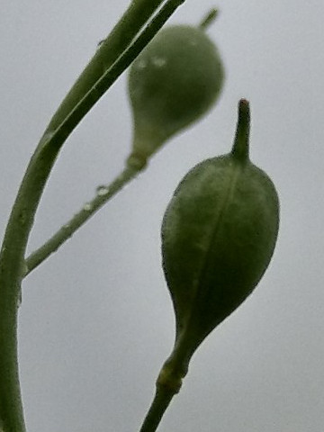 Camelina_sativa Bhlgrund 2019104 8