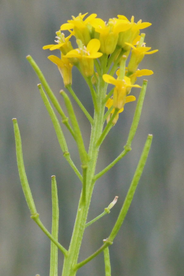 Erysimum_cheiranthoides 1