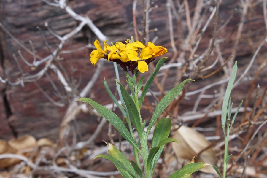 Erysimum_cheiri Brauselay 20170509 3