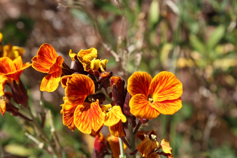 Erysimum_cheiri Brauselay 20170509 7