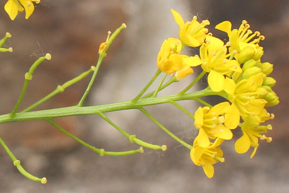 Rorippa_sylvestris Calmont 20170511 1b