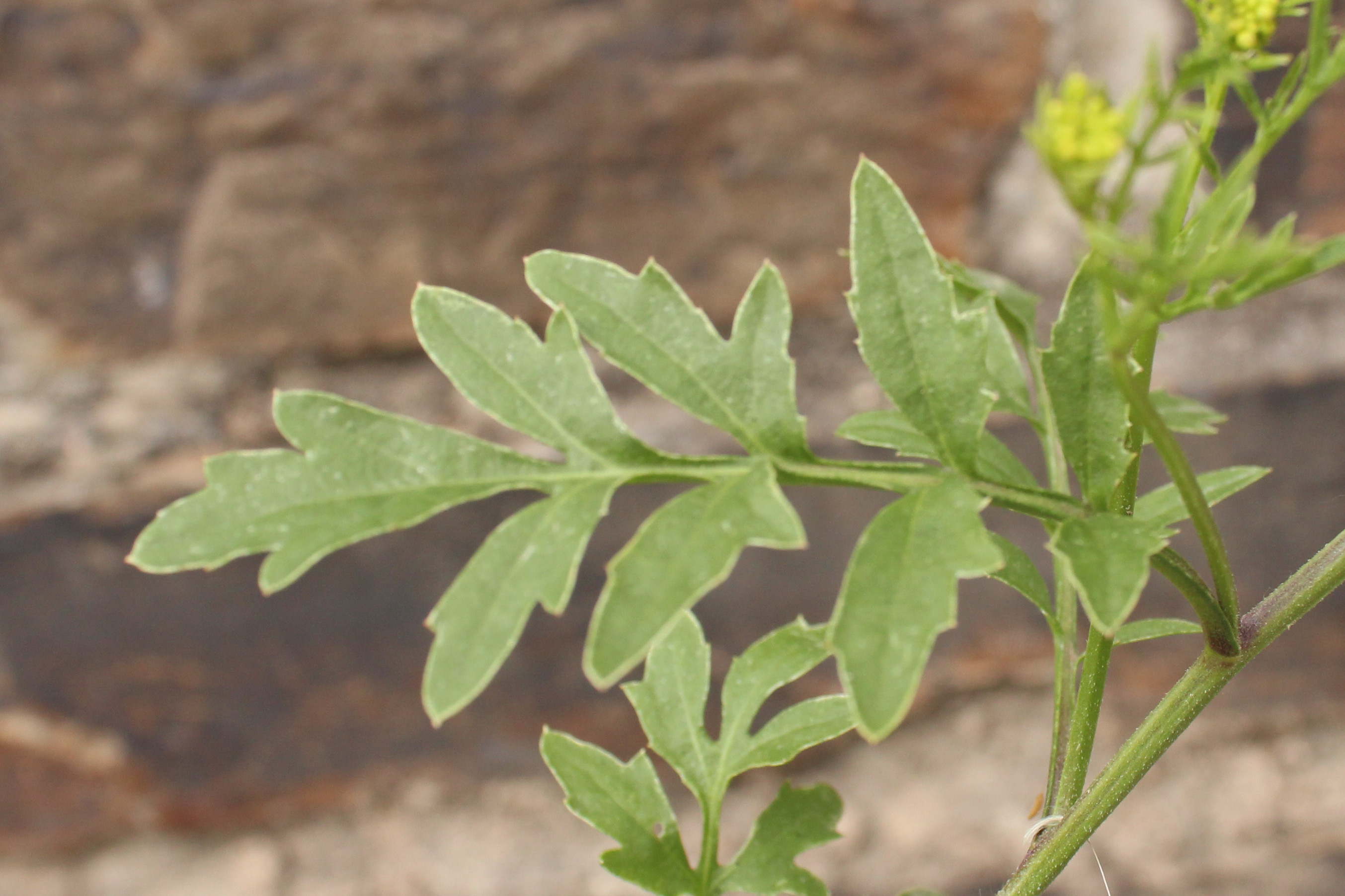 Rorippa_sylvestris Calmont 20170511 5a