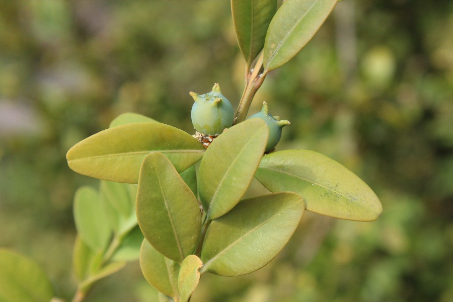 Buxus_sempervirens Calmont 20170511