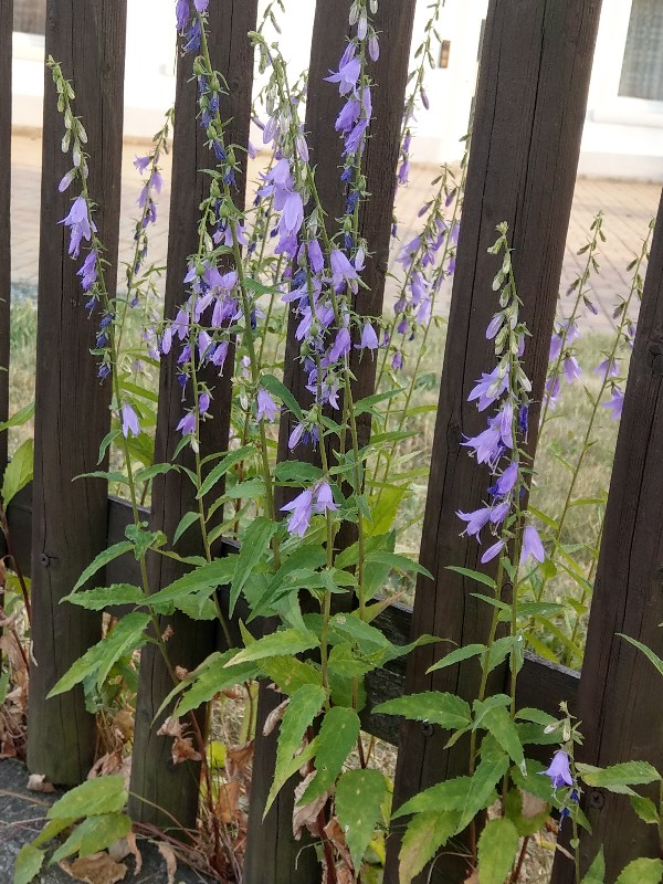 Campanula_rapunculoides Bhlgrund 20190705 4