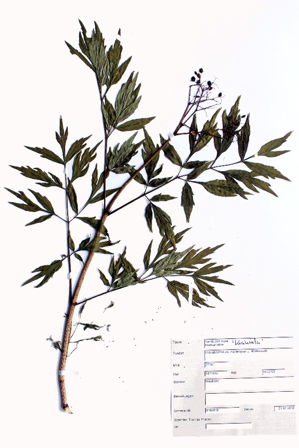 Sambucus_nigra_var_lac Sambucus_nigra_var_lac