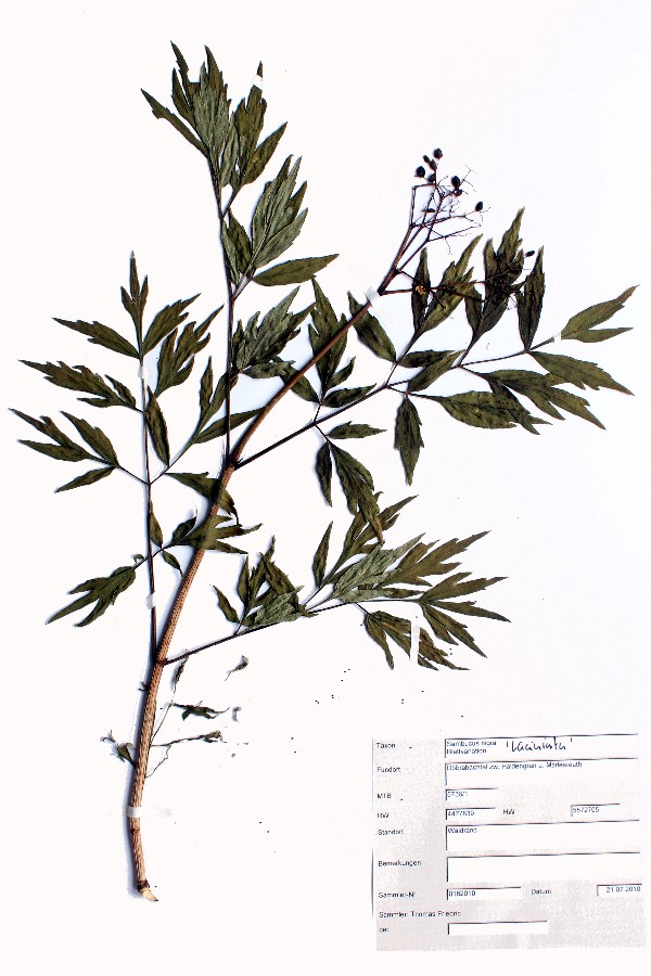 Sambucus_nigra_var_lac