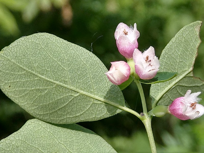 Symphoricarpos_albus Helmbrechts 20190622 3 Symphoricarpos_albus Helmbrechts 20190622 3