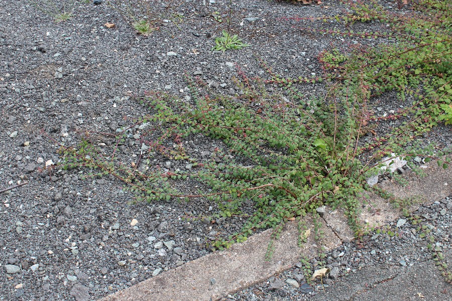 Symphoricarpos_x_chenaultii 1 Oberkotzau Bhf 20140830 Symphoricarpos_x_chenaultii 1 Oberkotzau Bhf 20140830