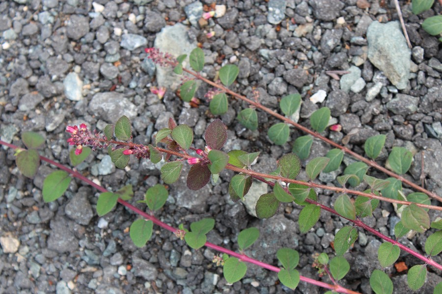 Symphoricarpos_x_chenaultii 3 Oberkotzau Bhf 20140830 Symphoricarpos_x_chenaultii 3 Oberkotzau Bhf 20140830