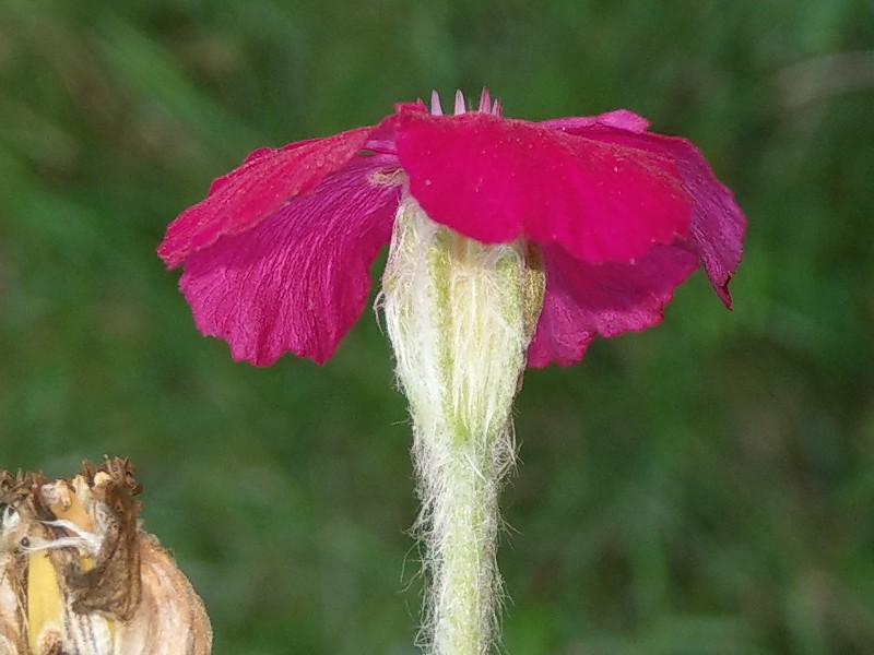 Lychnis_coronaria 20190828 2 Lychnis_coronaria 20190828 2