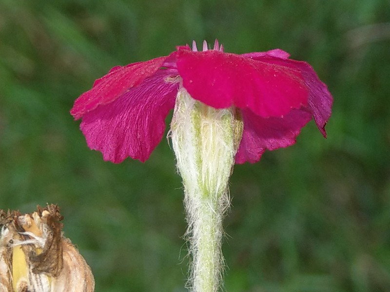 Lychnis_coronaria 20190828 2