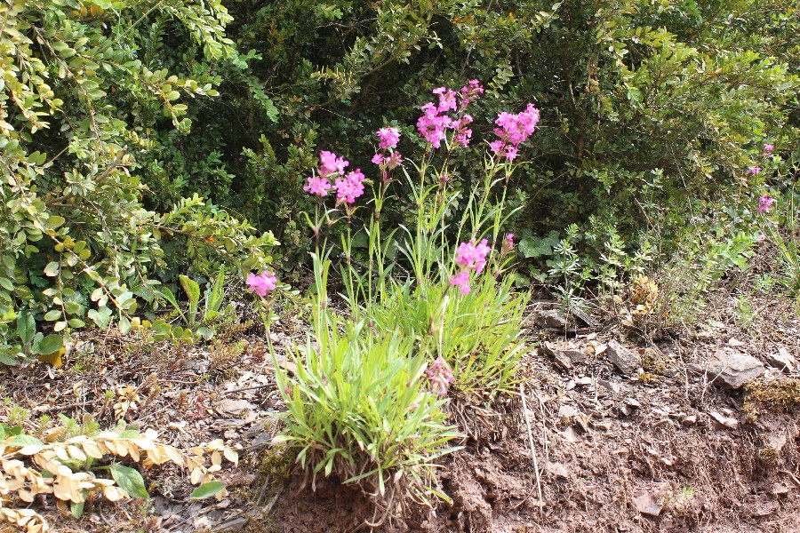 Lychnis_viscaria Calmont 20170511 1 Lychnis_viscaria Calmont 20170511 1