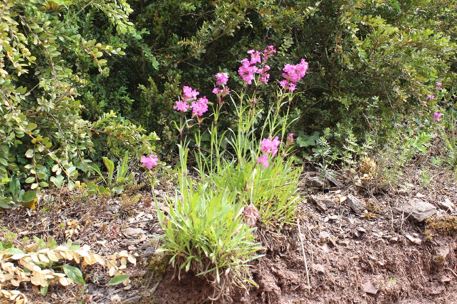 Lychnis_viscaria Calmont 20170511 1