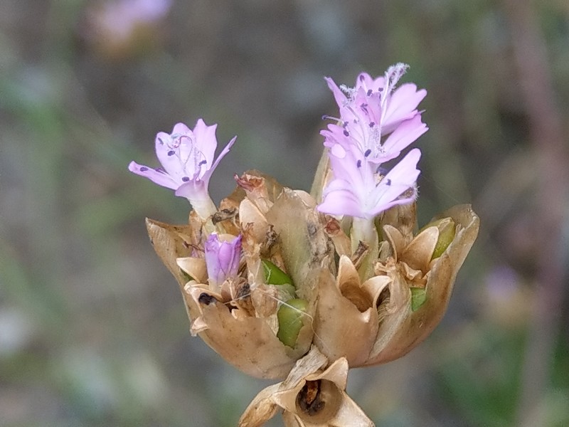 Petrorhagia_prolifera Bühlgrund 20190804 1 Petrorhagia_prolifera Bühlgrund 20190804 1