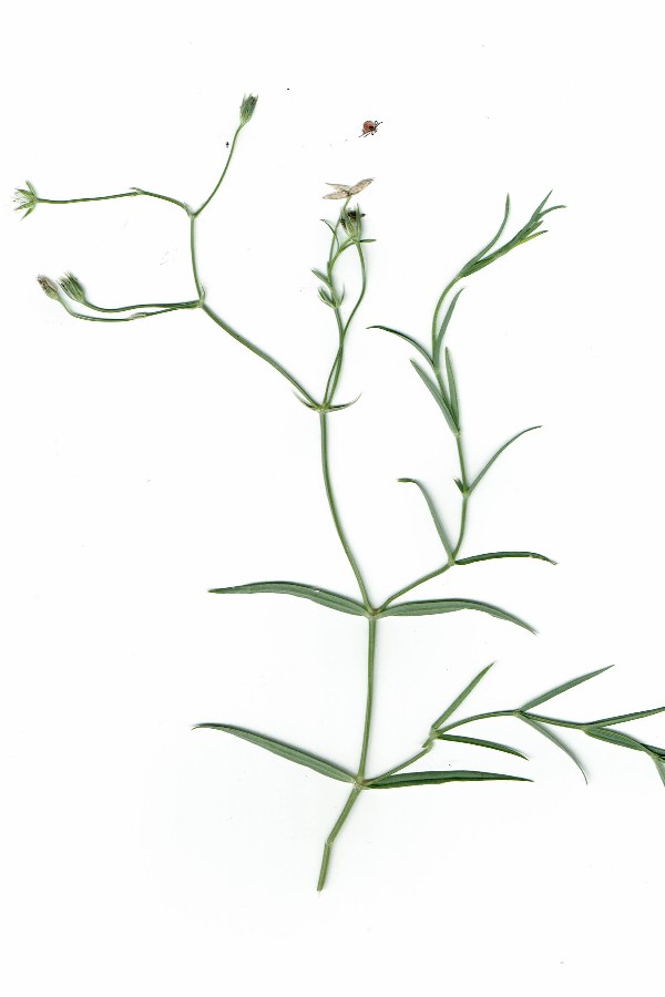 Stellaria_palustris Reinersreuth 20170630_20170630 Stellaria_palustris Reinersreuth 20170630_20170630