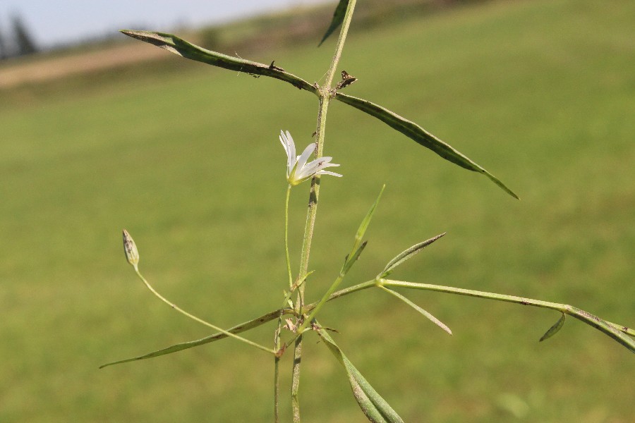 Stellaria_palustris Wlbesbach 201150823 01