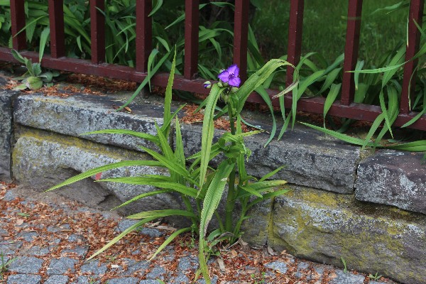 Tradescantia  andersoniana 1 Berlin Weidmannsluster_Damm 20140513