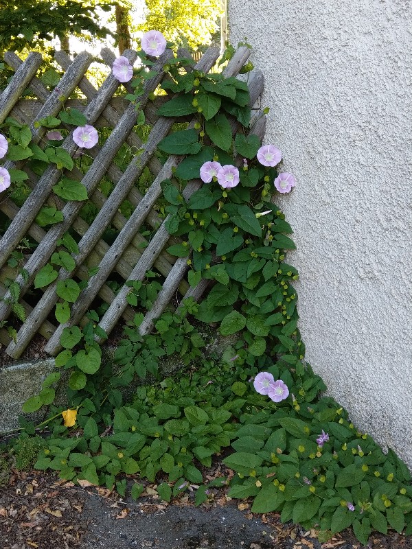 Calystegia_pulchra Enchenreuth 20190628 1 Calystegia_pulchra Enchenreuth 20190628 1