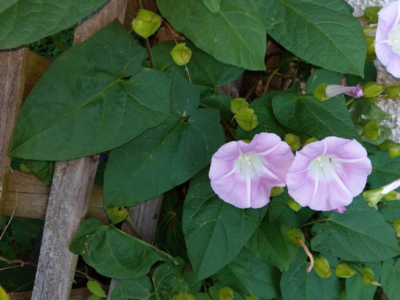 Calystegia_pulchra Enchenreuth 20190628 4 Calystegia_pulchra Enchenreuth 20190628 4