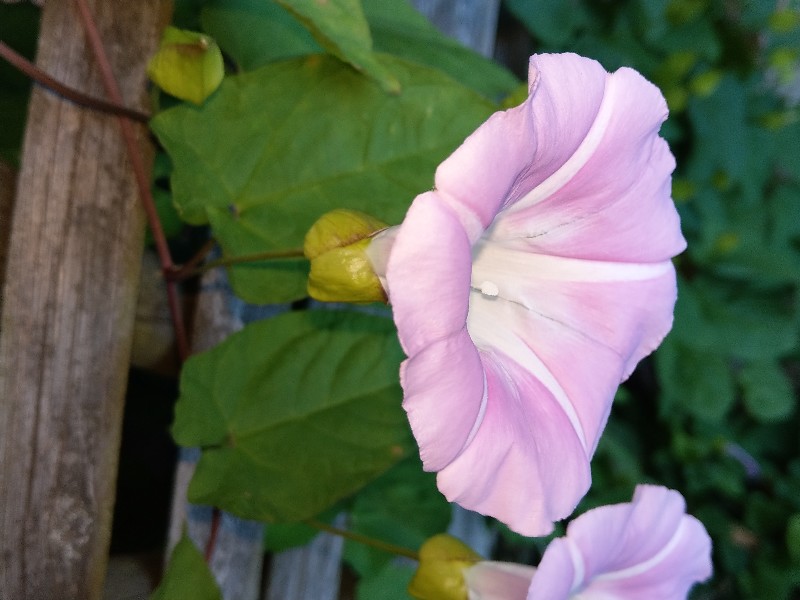 Calystegia_pulchra Enchenreuth 20190628 5