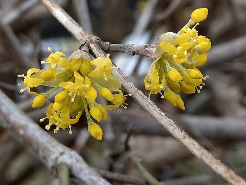 Cornus_mas Bhlgrund 20190326 1