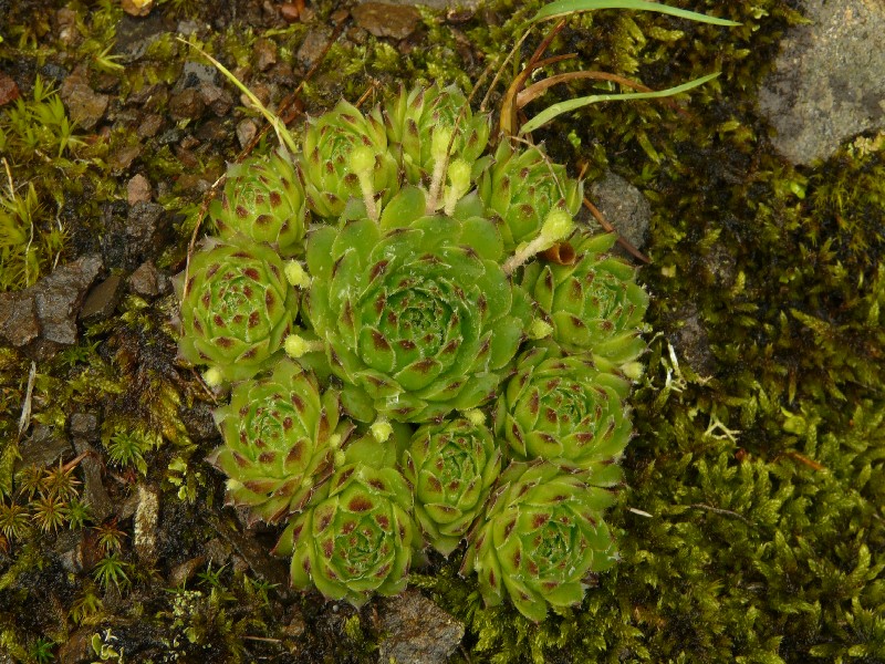 Sempervivum_x_funckii Bernstein Romansfelsen 20100530