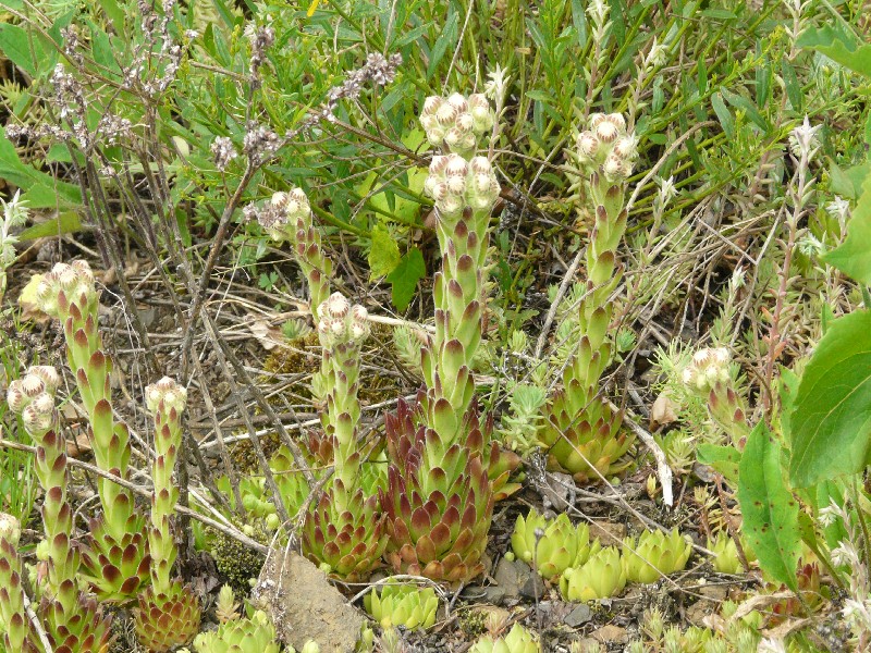 Sempervivum_x_funckii Bernstein Romansfelsen 20100612 Sempervivum_x_funckii Bernstein Romansfelsen 20100612