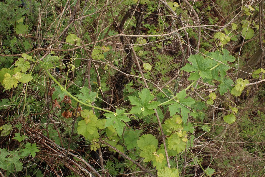 Bryonia_dioica St_Aldegund 20170508 1