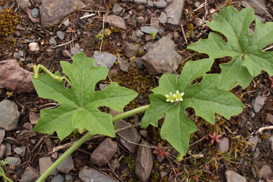 Bryonia_dioica St_Aldegund 20170508 2