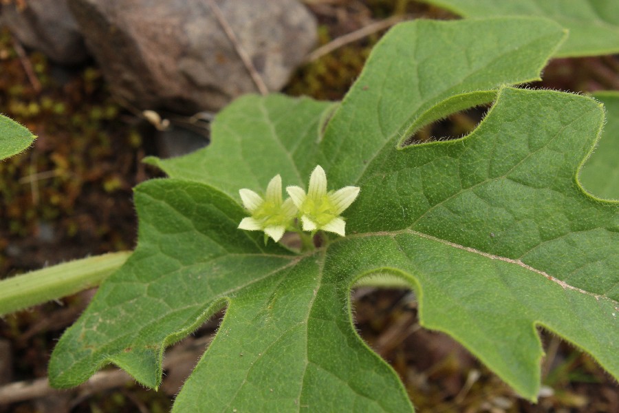 Bryonia_dioica St_Aldegund 20170508 3