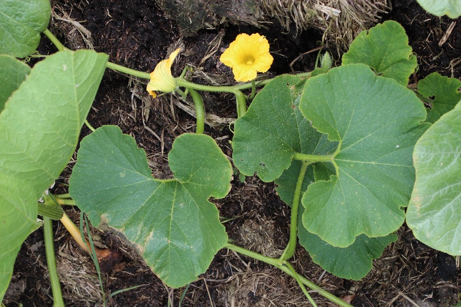 Cucurbita_pepo 20140824 Kirchleus 1