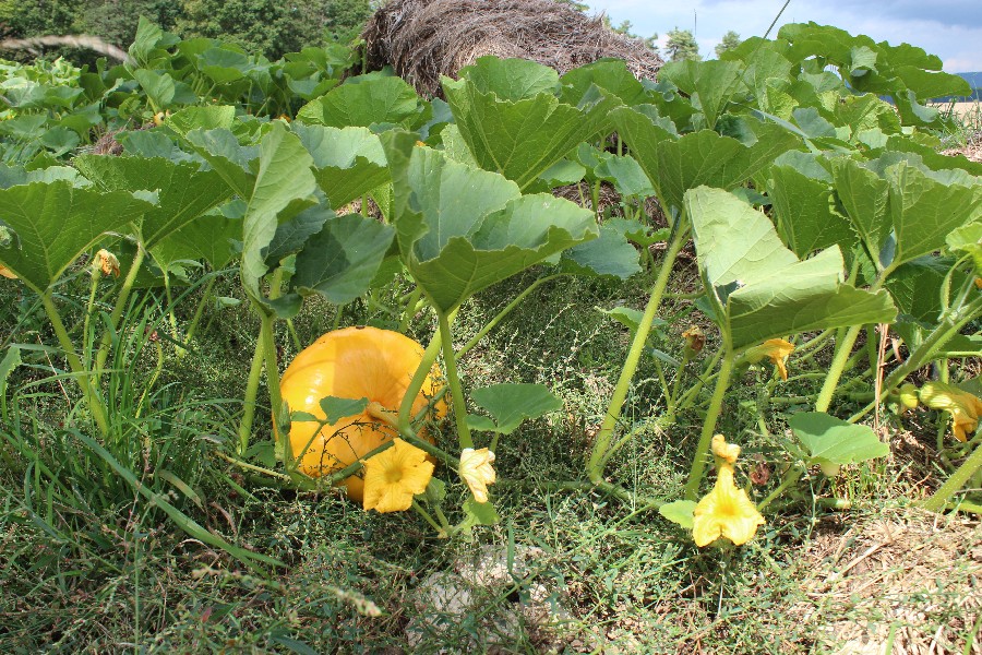 Cucurbita_pepo 20140824 Kirchleus 3