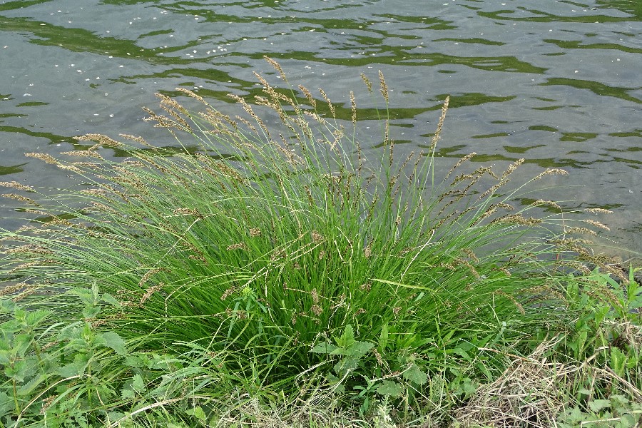 Carex_appropinquata Aldegund 20170511 2