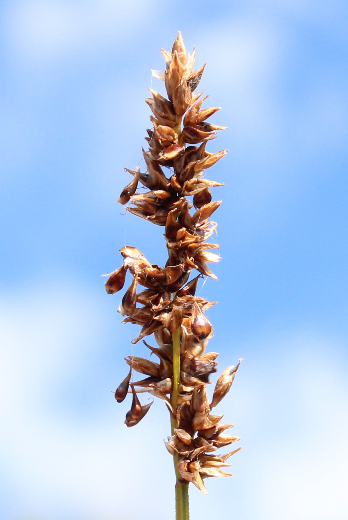 Carex_diandra Hof-Pirk Carex_diandra Hof-Pirk
