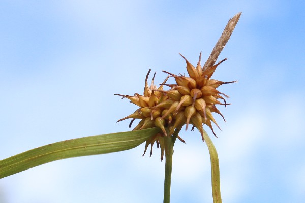 Carex_Flava Hof-Pirk Carex_Flava Hof-Pirk