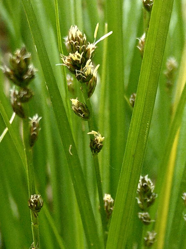 Carex_muricata Pfarrgrund 20190517 3