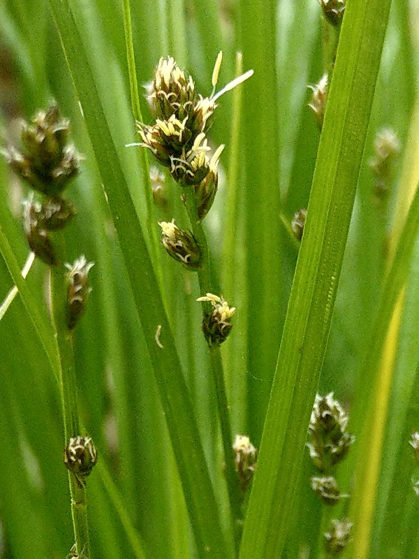 Carex_muricata Pfarrgrund 20190517 3 Carex_muricata Pfarrgrund 20190517 3