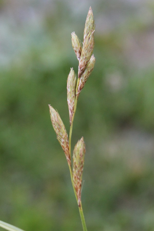 Carex_muskingumensis 20160706 3