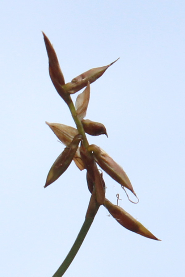 Carex_pulicaris Hof-Pirk Carex_pulicaris Hof-Pirk