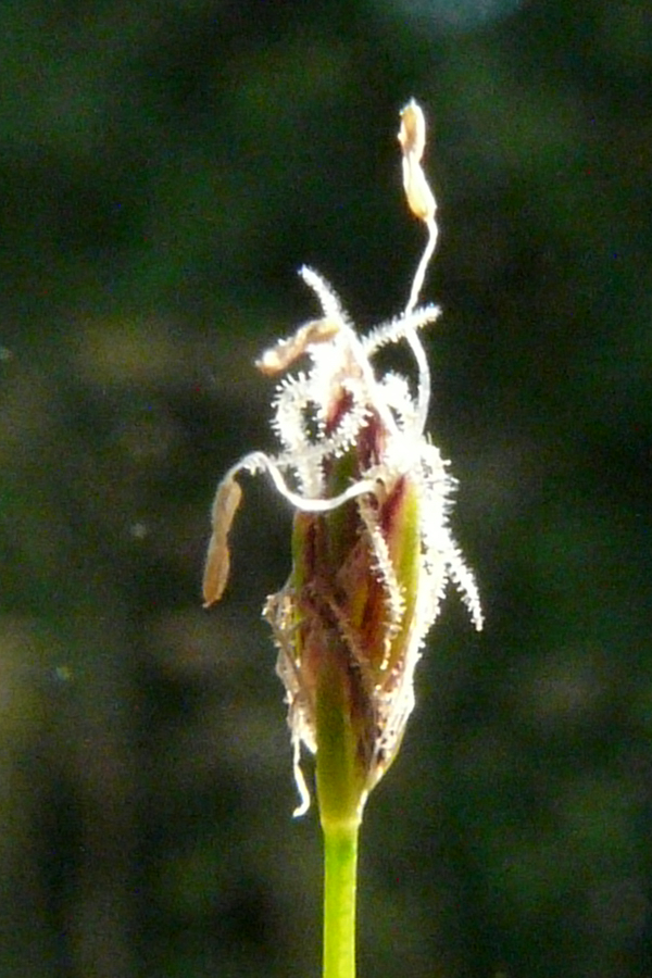 Eleocharis_acicularis 1