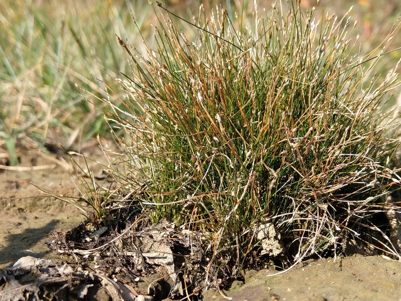 Eleocharis_acicularis Gree 21090910 6