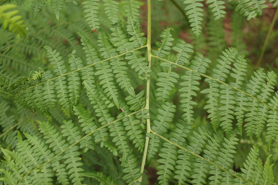 Pteridium_aquilinum Carlsgrün 20170716 3 Pteridium_aquilinum Carlsgrün 20170716 3