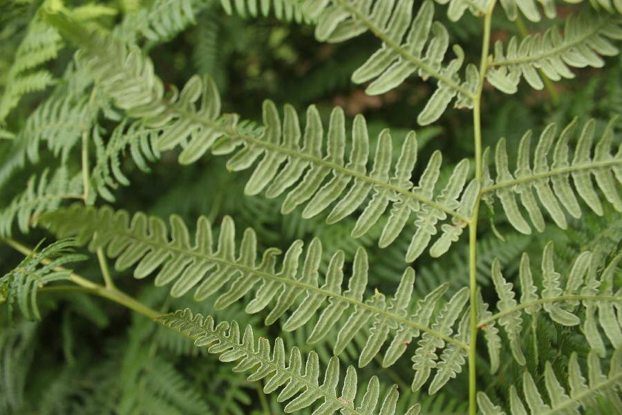 Pteridium_aquilinum Carlsgrün 20170716 4 Pteridium_aquilinum Carlsgrün 20170716 4