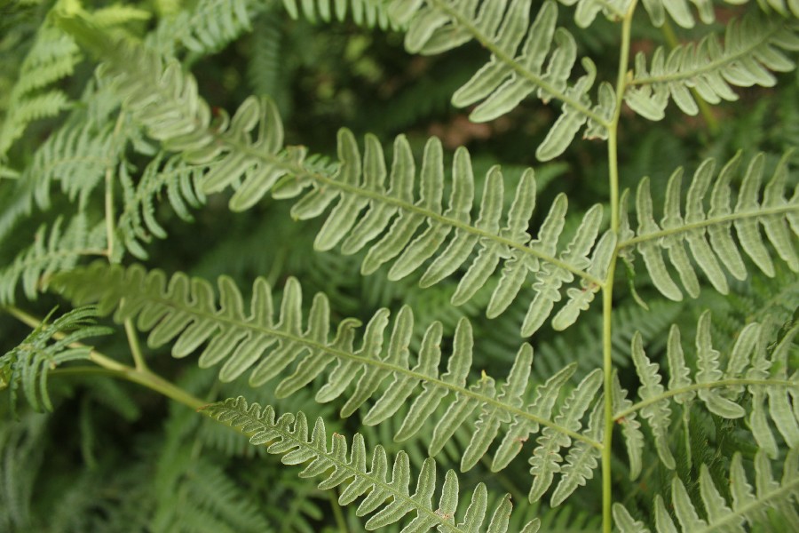 Pteridium_aquilinum Carlsgrn 20170716 4