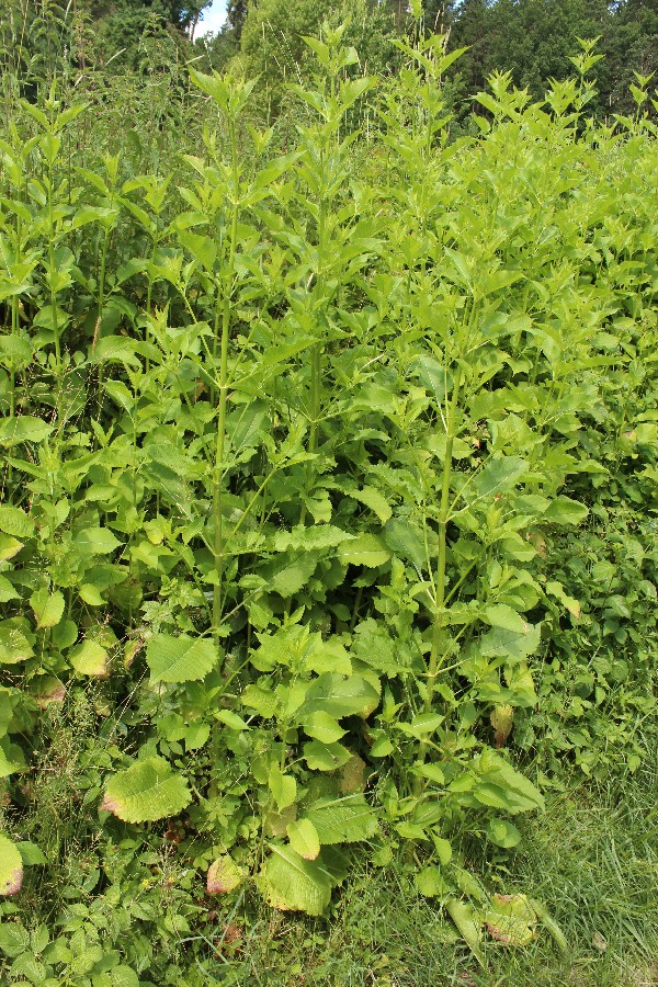 Dipsacus_pilosus Enzenrieth 20170618 1 Dipsacus_pilosus Enzenrieth 20170618 1