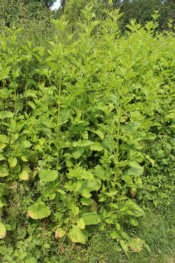 Dipsacus_pilosus Enzenrieth 20170618 1