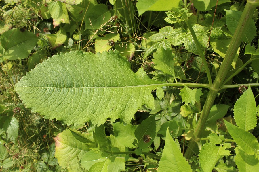 Dipsacus_pilosus Enzenrieth 20170618 3 Dipsacus_pilosus Enzenrieth 20170618 3