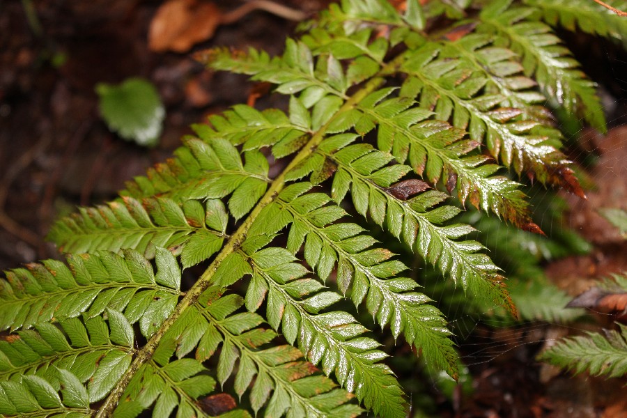 Polystichum_aculeatum St_Aldegund 20170508 6