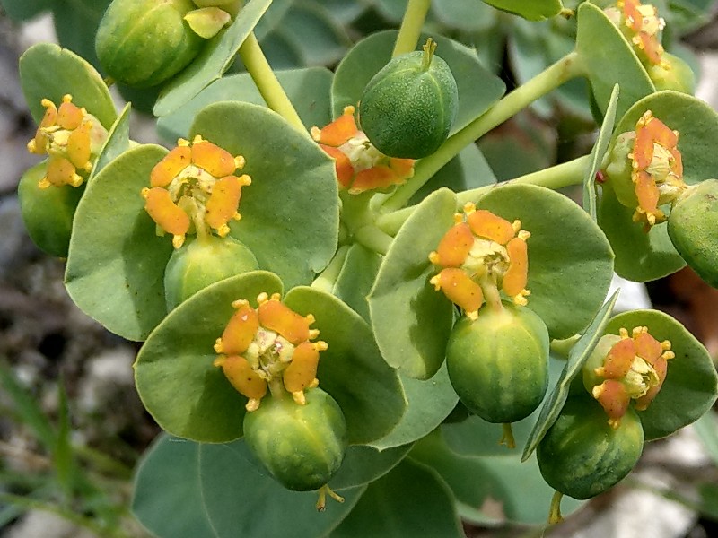 Euphorbia_cyparissias Bhlgrund 20190527 1